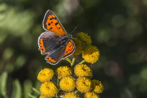 Petite Luciole Suce Sur Fleur Jaune — Photo