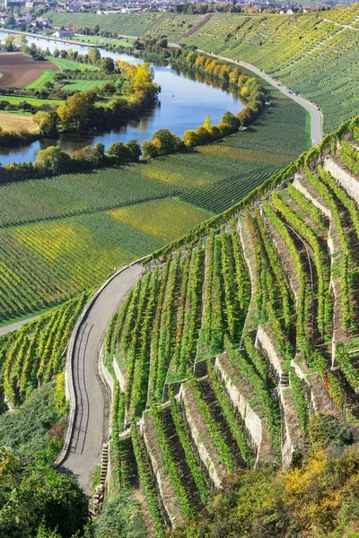 Campo Viñedos Agricultura Plantas Vitivinícolas — Foto de Stock