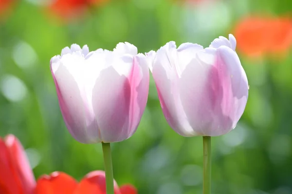 Hermosos Tulipanes Primavera Pétalos Flores Primavera — Foto de Stock