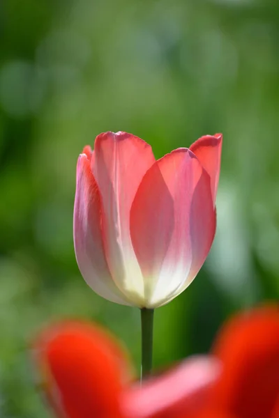 Tulpen Blühen Auf Der Wiese Frühlingsflora — Stockfoto