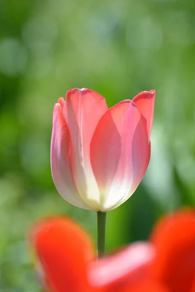 Schöne Frühlingstulpenblätter Frühlingsblumen — Stockfoto