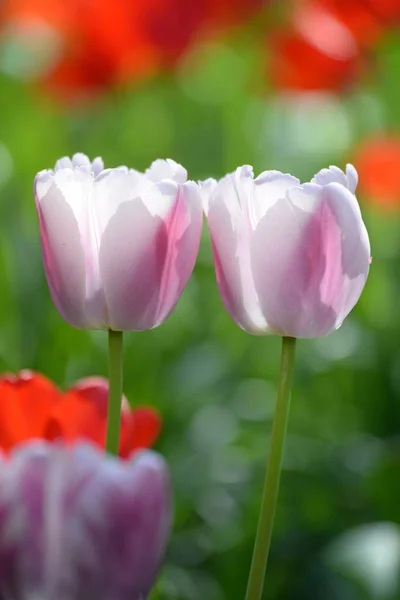 Kwiaty Tulipanów Łące Wiosenna Flora — Zdjęcie stockowe
