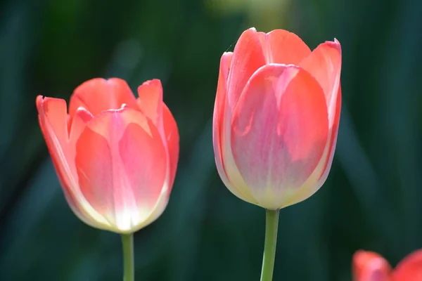 Fleurs Tulipes Dans Prairie Flore Printanière — Photo