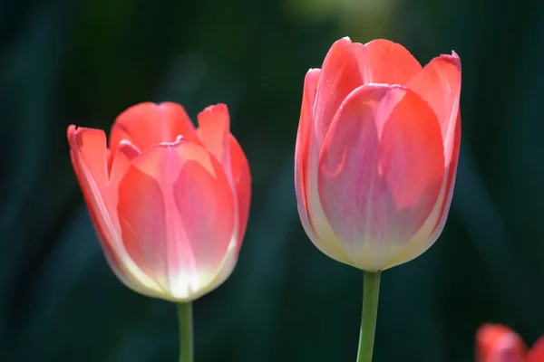 Fleurs Tulipes Fleurs Flore Printanière — Photo