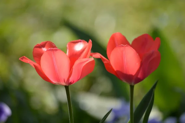 Tulipanes Flores Prado Flora Primavera — Foto de Stock
