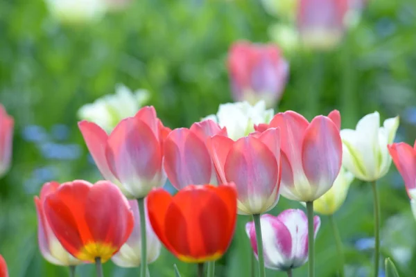 Kvetoucí Tulipány Květiny Jarní Flóra — Stock fotografie