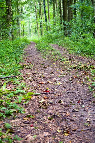 Een Onverharde Weg Het Gemengde Bos Een Zonnige Dag Lente — Stockfoto