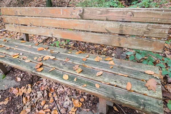 Banco Madera Con Follaje Bosque — Foto de Stock