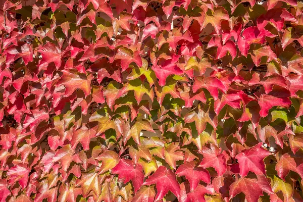 Waldschnepfe Parthenocissus Roter Herbstfärbung — Stockfoto
