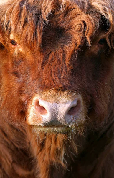 特写苏格兰高地牛 — 图库照片