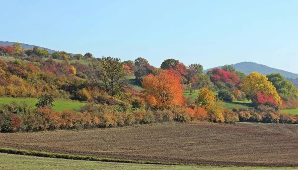 Sad Severním Lepidle Podzim — Stock fotografie