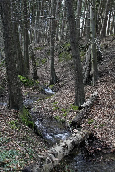 Prachtige Omgeving Van Het Bos — Stockfoto