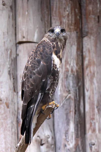 Vue Panoramique Sur Majestueux Prédateur Buzzard — Photo