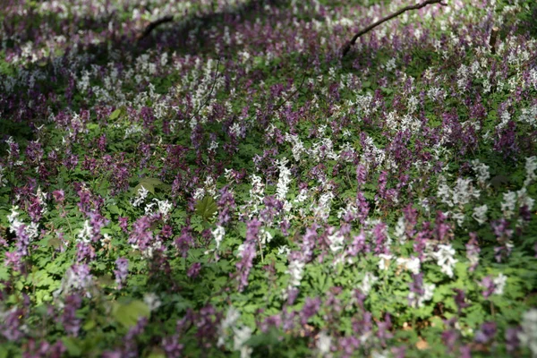 Corydalis Blühen Kalletal — Stockfoto