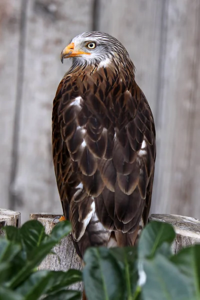 Blick Auf Schöne Vögel Der Natur — Stockfoto