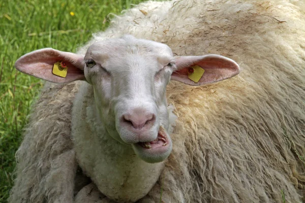 Grignoter Des Moutons Dans Pré Couché — Photo