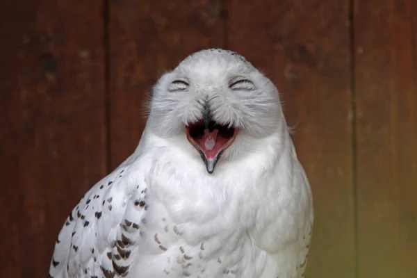 Schneeeulen Weiße Vogelfedern — Stockfoto