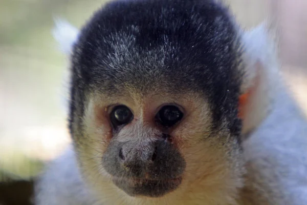 Macaco Animais Vida Natureza Fauna — Fotografia de Stock