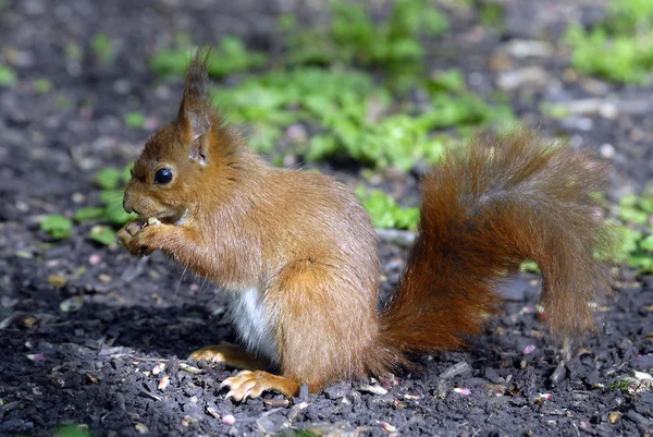 Närbild Röd Ekorre Sciurus Vulgaris Sitter Marken Och Äter Hasselnöt — Stockfoto