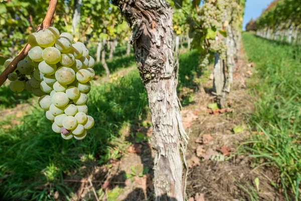 Landschaft Weinberge Landwirtschaft Rebenpflanzen — Stockfoto