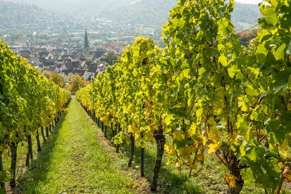 Countryside Vineyards Agriculture Grapevine Plants — Stock Photo, Image