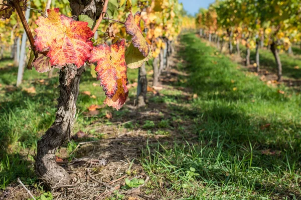 Platteland Wijngaarden Landbouw Wijnstokken — Stockfoto