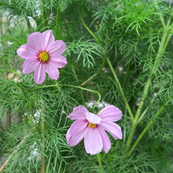 Letnie Pole Kwiaty Płatki Cosmos Kwiat — Zdjęcie stockowe