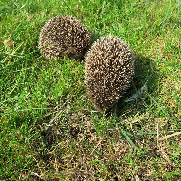 Spiky Hedgehog Animal Ouriços Espinhosos — Fotografia de Stock