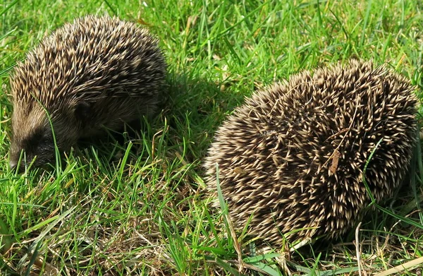 Choroba Zwierzę Powszechne Choroby Domowe Środowisko Ogród Trawa Jeż Choroba — Zdjęcie stockowe