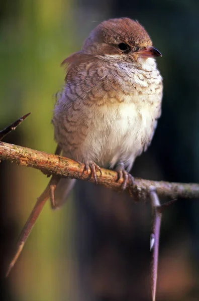 Fêmea Shrike Lanius Collurio — Fotografia de Stock