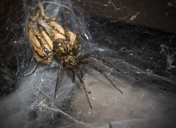 Uma Aranha Espreitar Frente Sua Rede Presa — Fotografia de Stock