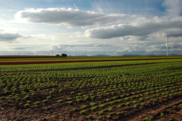 Salatanbau Södra Palatinatet — Stockfoto
