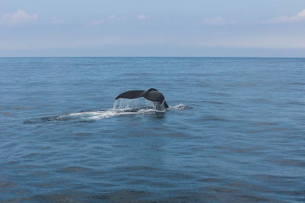 Balena Nell Atlantico — Foto Stock