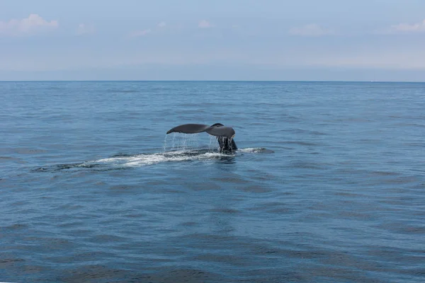 Balena Nell Atlantico — Foto Stock