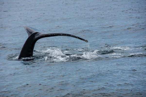 Ballena Atlántico — Foto de Stock