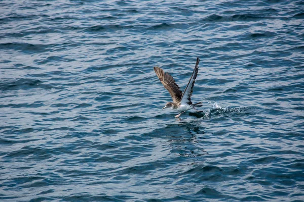 Bruine Zeemeeuw Begint Het Water — Stockfoto