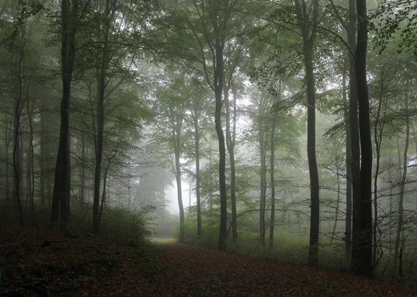 Dark Scary Affects Mood Fall Gloomy Foggy Day Forest Arnsberg — Stock Photo, Image