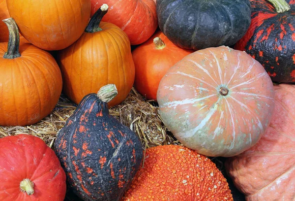 Pumpkins Gourds Ground — Stock Photo, Image