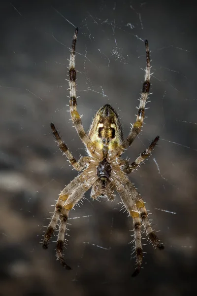 Křížový Pavouk Vyfocený Hlavou Napřed Síti Visící Zdola — Stock fotografie