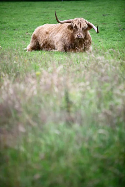 Image Couleur Une Vache Des Highlands Sur Champ Vert — Photo
