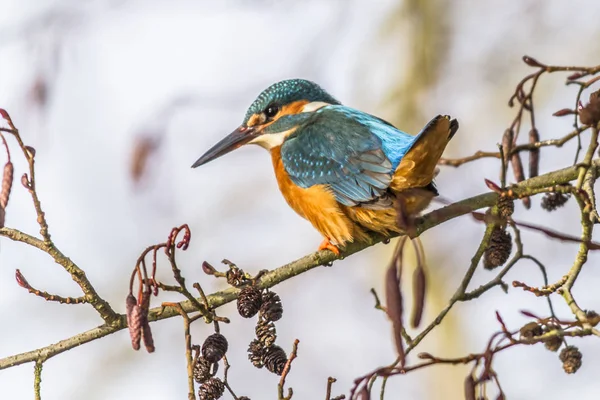 Kingfisher Sits Branch — Stock Photo, Image