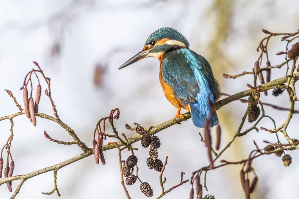 Kingfisher Sits Branch — Stock Photo, Image