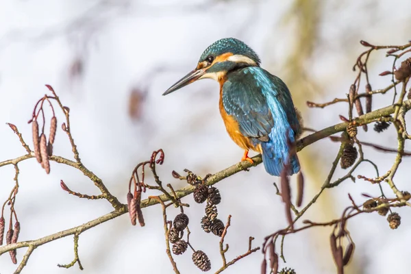 Kingfisher Egy Ágon — Stock Fotó