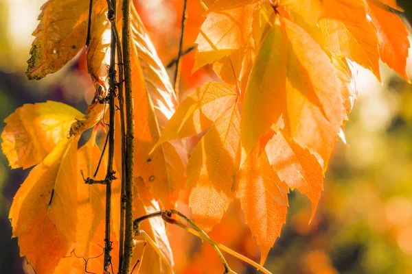 Hermoso Follaje Colorido Otoño — Foto de Stock