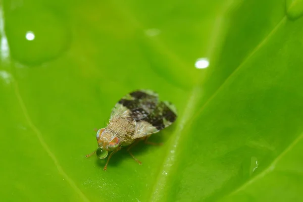 自然界における昆虫の密接な眺め — ストック写真