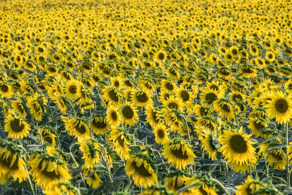 Slunečnice Kvetoucí Venkově Mělká Hloubka Pole — Stock fotografie