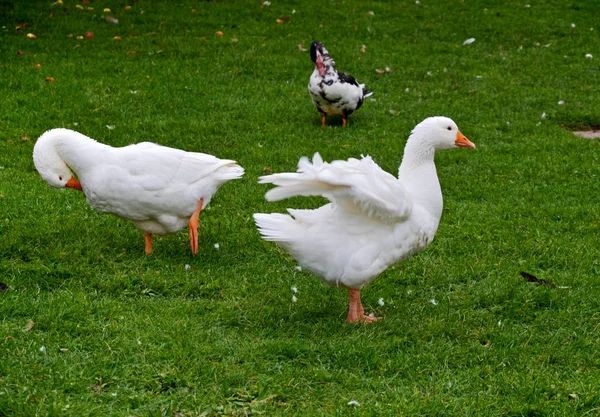 Festői Kilátás Libamadár Természetben — Stock Fotó