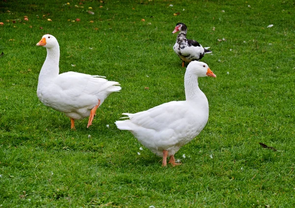 Festői Kilátás Libamadár Természetben — Stock Fotó