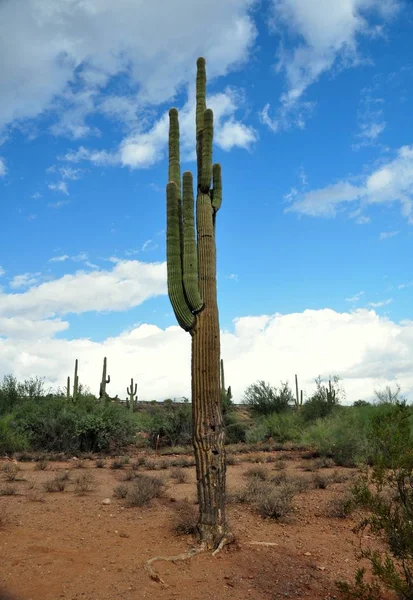 Kaktusväxt Tropisk Flora — Stockfoto