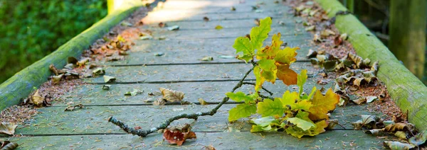 Old Bridge Covered Yellow Leaves Colorful Oak Leaves — Stock Photo, Image